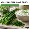 Schnittknoblauch Mehrjährig Samen - Allium tuberosum - Produktbild-Vorschau 6