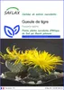 SAFLAX  - Gueule de tigre - 40 graines - Faucaria Voir les images du produit 1