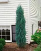 Juniperus scopulorum 'Blue Arrow', Wacholder, säulenförmig, Produktbild-Vorschau 10