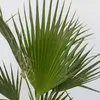 Waszyngtonia palma meksykańska - 2 szt - Washingtonia - Podgląd zdjęcia produktu 3