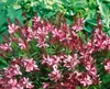 Gaura lindheimerii 'Cherry Brandy', Prachtkerze, rosa, ca. Produktbild-Vorschau 1