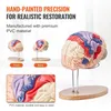Model lidského mozku - Anatomická studie - 4 části - Náhled obrázku produktu 5