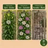 Green boutiQ - Passiebloem - Passiflora Tricolour  - Bloem Voir les images du produit 6
