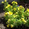 Fingerstrauch - Potentilla fruticosa 'Kobold'  | 50-60 cm Produktbild-Vorschau 2