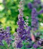 BALDUR Garten 1x Mönchspfeffer 'Queen Bee®', Pflanze im 9x9 Produktbild-Vorschau 2