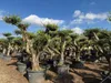 Sunny Tree – drzewo oliwne Pompon – 50 lat, wysokość 230 Podgląd zdjęcia produktu 2