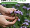 Phacelia Bienenfreund Samen 3 g - Phacelia tanacetifolia - Produktbild-Vorschau 2