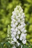 Lupinus polyphyllus 'Fräulein', Lupine, rosa, ca. 11x11 cm Produktbild-Vorschau 2