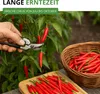 Tabasco Peperoni Etna Samen - Capsicum frutescens - Produktbild-Vorschau 6
