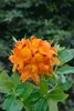 Rhododendron luteum 'Glowing Embers', gelb-orange, 40–50 cm Produktbild-Vorschau 2