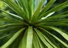 SAFLAX - dračí strom - Dracaena Draco - 5 Semena - S Náhled obrázku produktu 4