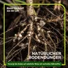 Gründüngung Sommeraussaat 1 kg Produktbild-Vorschau 4