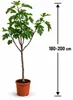 Ficus carica Fiorone Bianco Feigenbaum 180–200 cm XXL Produktbild-Vorschau 5