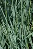 Stauden Gänge 1 x Elymus magellanicus im 1 Liter Topf - Produktbild-Vorschau 6