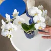 Kolibri Orchids weiße Phalaenopsis-Orchidee Amabilis Produktbild-Vorschau 13