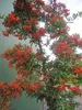 Pyracantha coccinea Red Star - Mittelmeer-Feuerdorn Red Produktbild-Vorschau 2