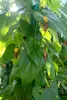 Věčnězelená aristolochie (Aristolochia sempervirens) – 5 Náhled obrázku produktu 2