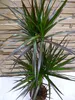 [Palmenlager] - XL Dracaena marginata "magenta" 150 cm / Produktbild-Vorschau 3