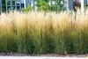 Stauden Gänge 1 x Calamagrostis x acutiflora 'Karl Förster' Produktbild-Vorschau 2