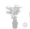 Bloomique - Lot de 4 - Acer palmatum - Orange Dream, Going Voir les images du produit 3