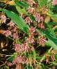 Tricyrtis hirta, Krötenlilie, exotisch, ca. 9x9 cm Topf Produktbild-Vorschau 2