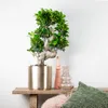 Bloomique – Ficus Ginseng – S-Form – Bonsai – Zimmerpflanze Produktbild-Vorschau 4