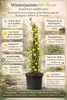 Jaśmin zimowy 60–70 cm (Jasminum nudiflorum) – odporna na Podgląd zdjęcia produktu 2