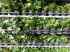 50 Stück Efeu Hedera helix 20 - 35 cm Heckenpflanze Produktbild-Vorschau 3