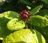 Calycanthus floridus (c. fertilis) - Kruidenstruik, 40-60 Productafbeelding-voorbeeld 2