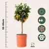 A potted citrus tree with oranges and flowers, shown with a ruler for scale and icons indicating care instructions. Podgląd zdjęcia produktu