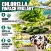REAVET Chlorella Tabletten für Hunde 500 Stück – Produktbild-Vorschau 4