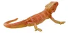 Mojo Fun Bearded Dragon, 3 Jahr(e), Wildlife, Braun, Rot, Produktbild-Vorschau 3