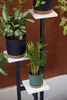 A multi-tiered plant stand with three potted plants against a brown background. Náhled obrázku produktu