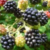 A close-up view of several ripe and unripe blackberries on a branch, with green foliage in the background. Produktbild-Vorschau