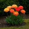 Bulbes de fleurs Tulipa Gudoshnik Double - Double floraison Voir les images du produit 1