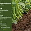 GardenTaurus® Buschbohne Delinel (Filetbohne), Inhalt: 1kg, Produktbild-Vorschau 4