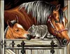 Diamantmosaik - Pferde mit Katze Produktbild-Vorschau 1