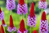 6 x Primula vialii - Pierwiosnek kulisty - doniczka 9 x 9 Podgląd zdjęcia produktu 2