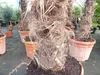 45L Trachycarpus Fortunei Palme , winterhart 200 - 250 cm Produktbild-Vorschau 3