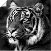 ARTland Poster Tiger Größe: 30x30 cm Produktbild-Vorschau 1