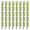 Green boutiQ - 40x Ligustrum ovalifolium - Gewöhnlicher Produktbild-Vorschau 2