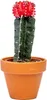 Gardners Gymnocalycium mix, průměr 6 cm Náhled obrázku produktu 6