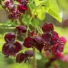Akebia quinata, faux concombre/baie grimpante, hauteur 80 Voir les images du produit 2