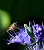 BALDUR Garten 1x Zierstrauch Bartblume 'Blauer Spatz®' , Produktbild-Vorschau 2