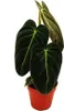 Philodendron melanochrysum - czarno-zloty przyjaciel drzewa Podgląd zdjęcia produktu 2