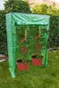 Fóliovník na rajčata TopGreen 100 x 150 x 50 cm BG-F-00704 Náhled obrázku produktu 2