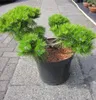 Pinus densiflora Low Glow - Formschnitt - Japanische Produktbild-Vorschau 1