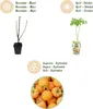 GreenboutiQ - Obstpflanzen - Himbeere - Rubus idaeus Produktbild-Vorschau 4