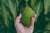 Ponthier MANGO PÜREE Exotische-Früchte-Püree 1KG Produktbild-Vorschau 5