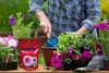 PLANTON S Mehrkomponentendünger für Surfinia und Petunia Produktbild-Vorschau 7